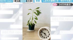 しおれた観葉植物に水をあげたら、何分で復活？タイムラプス撮影した“生命力”あふれる変化に感動の嵐！「こんなに元気になるんだ…」「待ってたよ～って感じで反応する」