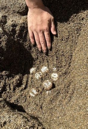 ウミガメ今季初産卵を確認　例年より２週間遅く、和歌山県みなべ町・千里の浜