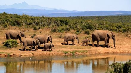 「名前呼んでコミュニケーションするゾウ…賢く興味深い存在」