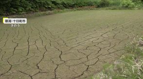 【なぜ】田んぼの底に亀裂「水が減るスピードが異様に速い…」　梅雨入りも遅れ“水不足”が「コシヒカリ」にも影響