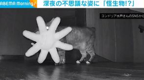 深夜に徘徊する“怪生物”？ ぬいぐるみを運ぶ猫の奇妙な姿に飼い主驚愕