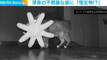 深夜に徘徊する“怪生物”？ ぬいぐるみを運ぶ猫の奇妙な姿に飼い主驚愕