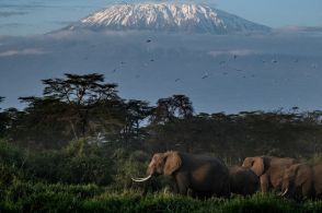 ゾウはお互いを名前で呼び合う 人間と同様 研究