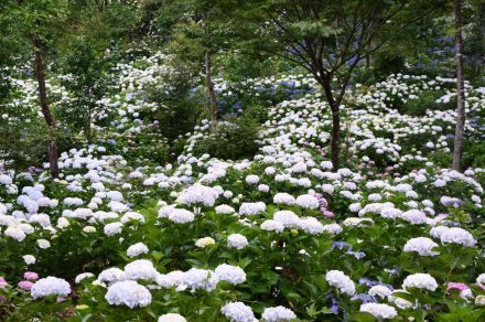 まるで雲上の楽園　見渡す限りのアジサイ、その数1万株　こつこつ開墾、1株ずつ挿し木し10年間…いよいよ一般公開　鹿児島市平田町