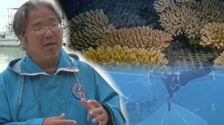 遺伝的に多様なサンゴを生み出す「有性生殖」石垣島で4年の歳月をかけて初確認　サンゴ礁再生に期待