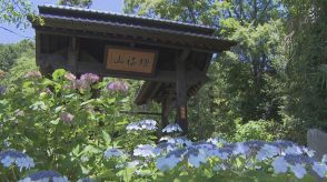 「緑と花と野鳥の声を聴きながら和やかに」アジサイが30種類1000株　山寺で見頃　