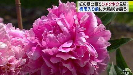 虹の湖公園で30種類約700株のシャクヤクが咲き競う　大輪の花々に「すごくすてき」