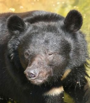 最初はまだ「クマに喰われていなかった」！遺体の「第一発見者」が告白…秋田でクマに襲われ死亡した男性が明かしていた「恐怖」