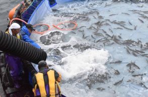 トラウトサーモン海面養殖　根室の協議会、早期事業化へ実証試験