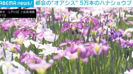 梅雨の訪れを告げるハナショウブが見頃 小岩菖蒲園で5万本咲き誇る