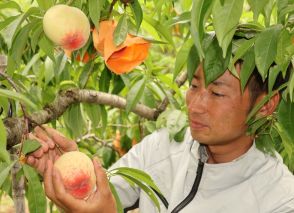 露地桃「はなよめ」岡山県で出荷始まる　ほんのりピンク、みずみずしい夏の味覚