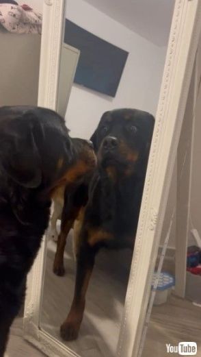 犬「これが……自分？」　初めて鏡を見たワンコ、まさかの姿に驚きフリーズ【伊】