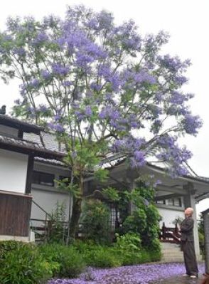 紫の花、気品ある美しさまとう　伊万里市本光寺でジャカランダ満開