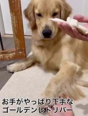 勢いだけはスゴい!?　おやつを前にしてオテをするも「やっつけ感」を見せる犬が笑える