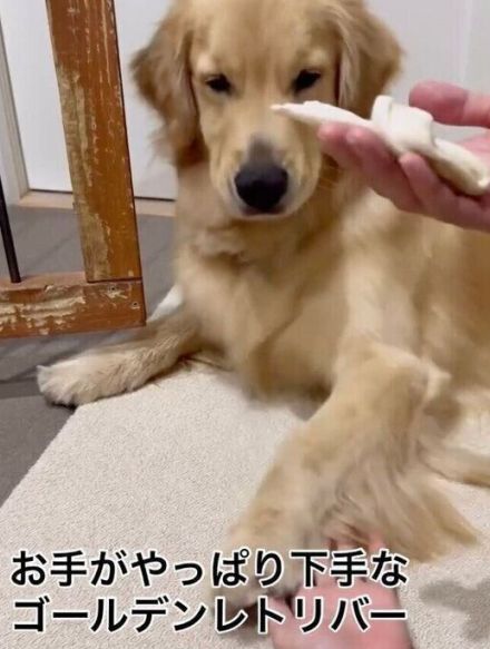 勢いだけはスゴい!?　おやつを前にしてオテをするも「やっつけ感」を見せる犬が笑える