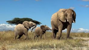アフリカゾウは互いを「名前」で呼び合う、鳴き声の解析が示唆　米研究
