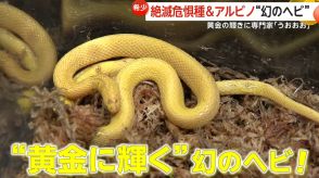 専門家「うおおお」　超希少金色に輝く“幻のヘビ”　絶滅危惧種「タカチホヘビ」のアルビノ個体発見　福岡・北九州市