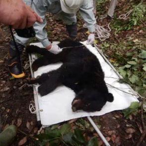 津山市でツキノワグマ捕獲…２４年度になり３頭目”６月は繁殖期で行動活発”注意呼びかけ【岡山】