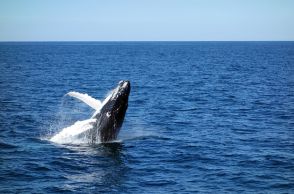 捕鯨反発が懸念される中…「絶滅危機」ナガスクジラ５９頭捕獲を了承した日本
