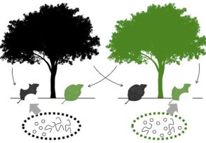 樹木が生息する土壌に特有の微生物が落葉を効率的に分解、東大など実証