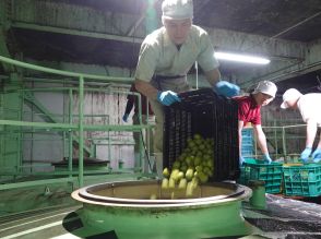 海南で梅酒仕込み始まる　1カ月で県産「南高梅」300トン使う
