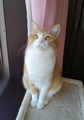 ニッコリと外を眺める元保護猫さん　鳥を捕まえたかったようで…？　直後の「フリーズ姿」に笑みがこぼれる