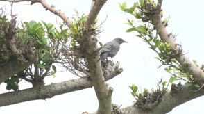 本部町・海洋博公園で水辺の野鳥など観察するバードウォッチング