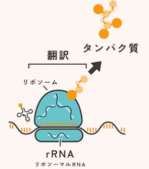 DNAを組み立てれば、生命はつくることができるのか。生命活動の発動スイッチはどこに