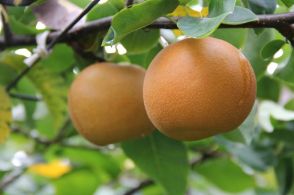 鎌ケ谷特産の梨、今年もいかが　贈答品としても人気「甘くてコクがある」と評価　7月15日からネット販売