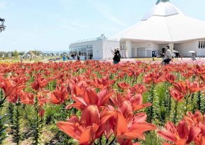 青空に映える赤…福井県のゆりの里公園でユリ見頃、20種15万輪が順番に開花