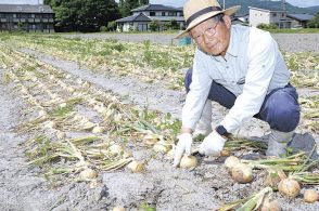 収穫楽しく食べて満足　15、16日に安曇野玉ねぎ祭り