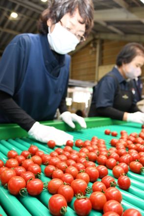 真っ赤に熟して出来栄え上々　琴浦でミニトマト初出荷式