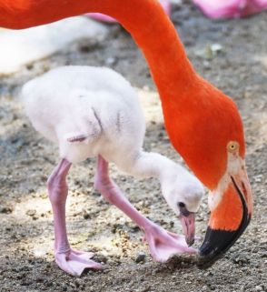 ベニイロフラミンゴ赤ちゃん「成長していくさまがかわいらしい」と人気　神戸・王子動物園