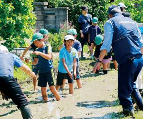 全滅のハス、復活なるか　芽をかじるカメ捕獲　小学生70人、苗植える　埼玉最大の自然の沼　川越