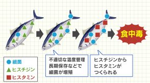 この季節、“ヒスタミン食中毒”に注意　匂いや見た目では分からない…「赤身魚の保存方法に気をつけて」