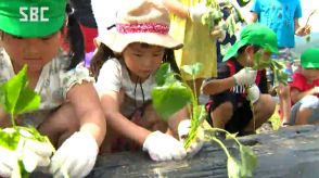 「おいしくなってほしい…」楽しみは11月のやきいも会、保育園児がサツマイモの苗の定植を体験、あわせてニンニクの収穫も