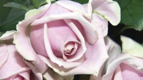 「父の日にはバラの花を」　福岡市長に地元産の５０本贈る　生産者「感謝の気持ちをこめてプレゼントして」