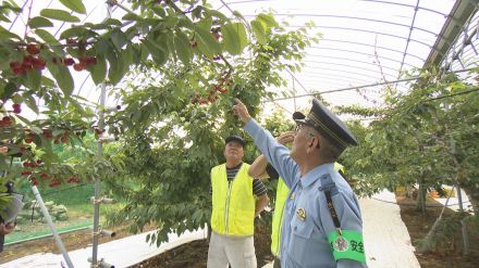 今年すでに1件、2万円相当盗まれる被害…サクランボ盗難防止へパトロール　福島