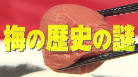 北陸最大級のウメの産地・若狭町　始まりは2人の豪農にあった　180年の歴史の謎を解き明かす【福井発】