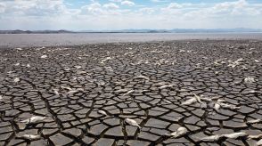 干ばつ深刻化のメキシコ 湖で魚が大量死