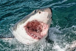 米フロリダ州で「サメの襲撃が相次ぎ」15歳少女ら3名が海水浴中に手足を失う重症
