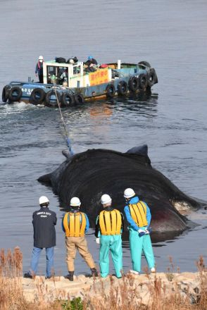 クジラ処理費問題、大阪市が外部監察専門委員のチームに調査を委託