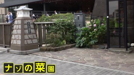 【独自】駅前にミニトマトやズッキーニが…JR飯田橋駅前に“ナゾの菜園”　植えた本人を直撃「街の美化に繋がる」