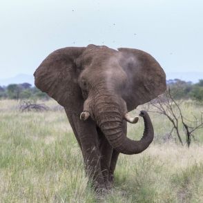 ゾウ、それそれに「呼び名」があった！ ケニアの群れで鳴き声を分析　遠距離からの呼びかけで使用か
