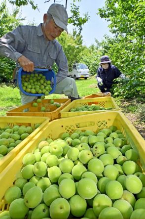 青梅丸々、宇都宮で収穫最盛期　不作の中も100キロ摘み取り　今月下旬まで収穫、梅干しや梅酒に