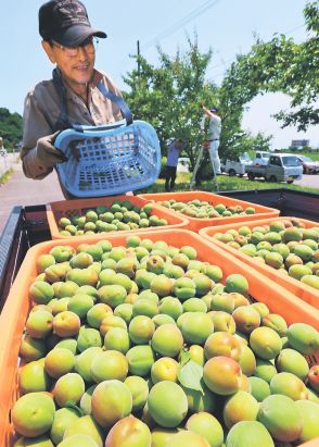 大粒、青々　富山県氷見市で稲積梅収穫