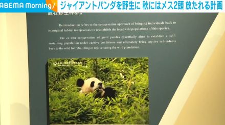 ジャイアントパンダを野生に 秋にはメス2頭が放たれる計画 中国