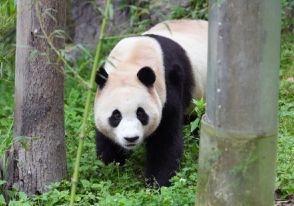 パンダの「福宝」、中国に帰国後初めて一般公開