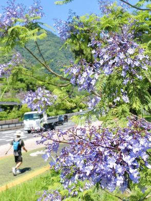 大分の田ノ浦ビーチでジャカランダ見頃　青紫色の花々、夏の訪れ告げる