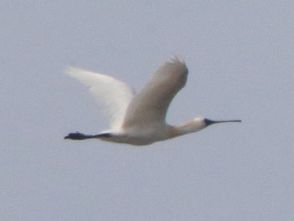 珍鳥を釧路で初確認　絶滅危惧種のクロツラヘラサギ